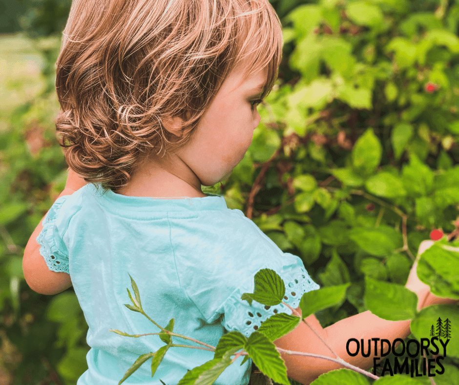 toddler picking raspberries